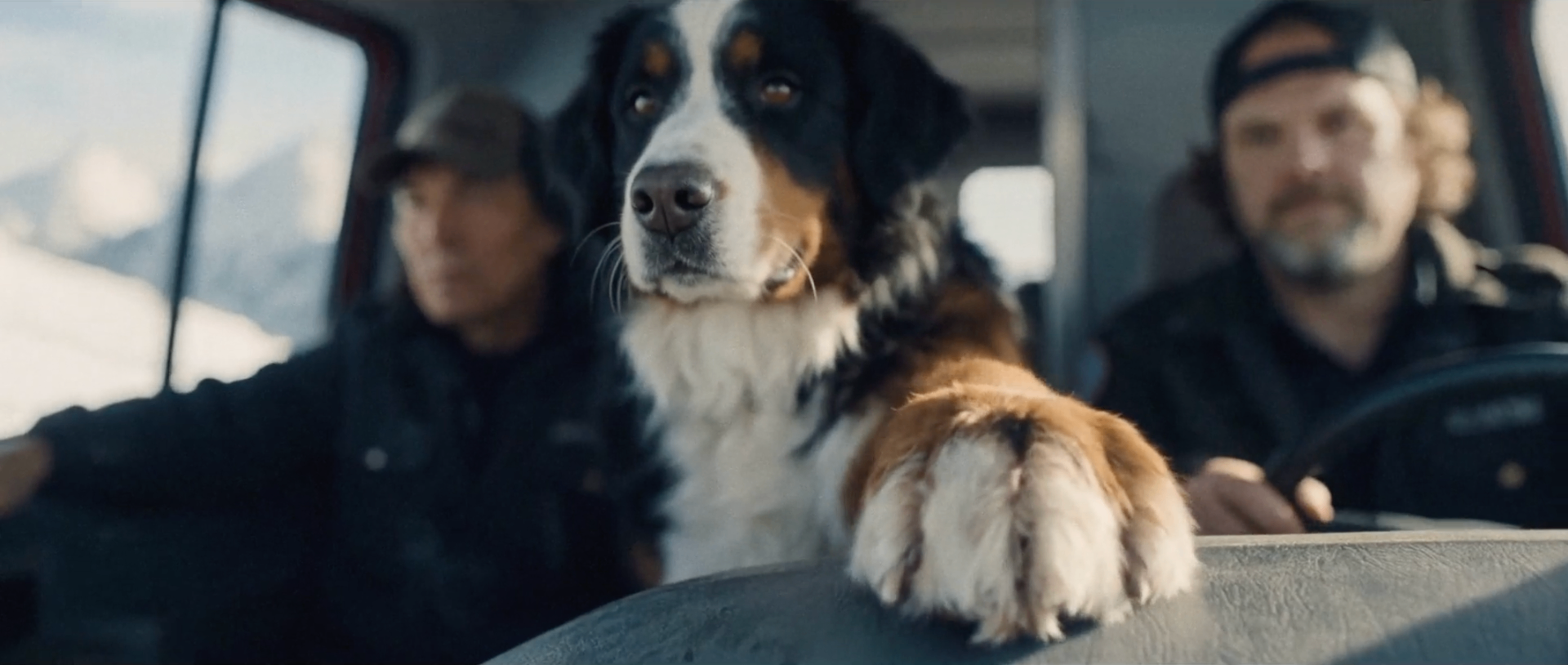 Bernese mountain dog riding in a snowcat